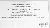Puccinia clematidis image